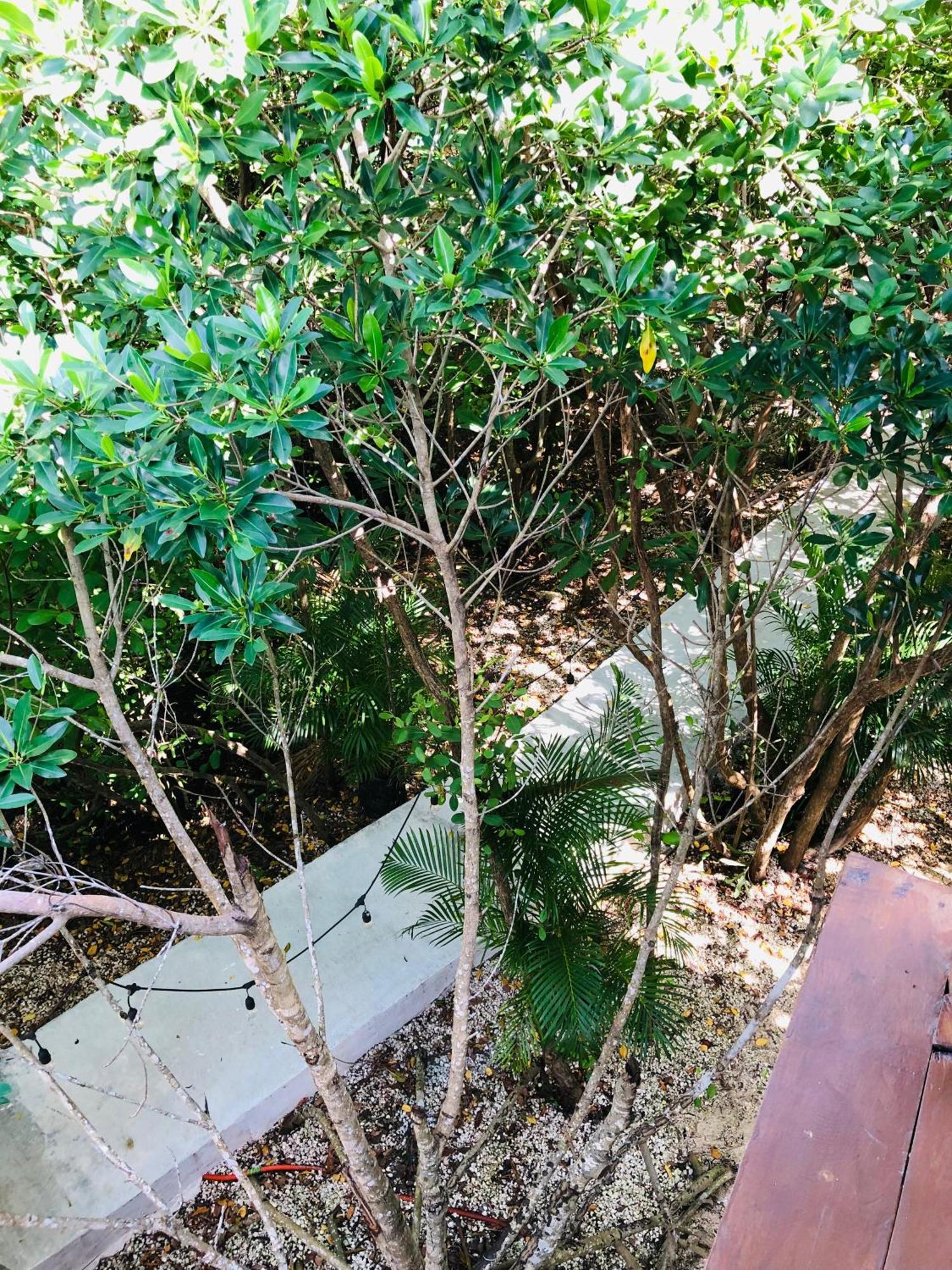 Cabanas Tulum - Aldea Mangle & Cenote Bagian luar foto